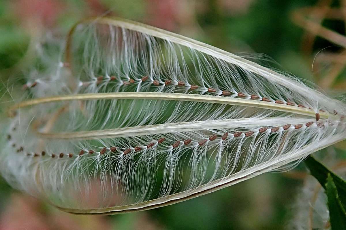 Fruchtstand und Samen des Berg-Weidenröschens, (c) Christine Laumann/NABU-naturgucker.de