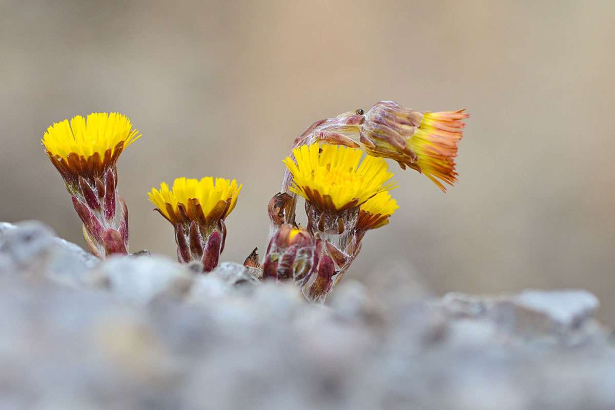 Blühender Huflattich, (c) Stella Mielke/NABU-naturgucker.de