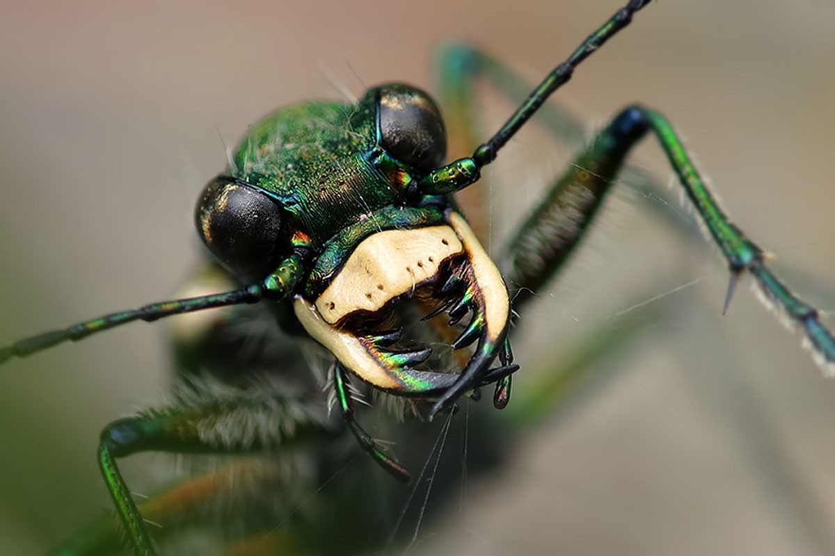 Feld-Sandlaufkäfer (Cicindela campestris), (c) Gudrun Kairat/NABU-naturgucker.de