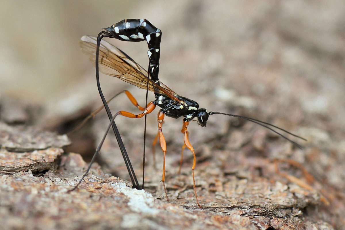 Holzwespen-Schlupfwespe (Rhyssa persuasoria), (c) Rolf Jantz/NABU-naturgucker.de
