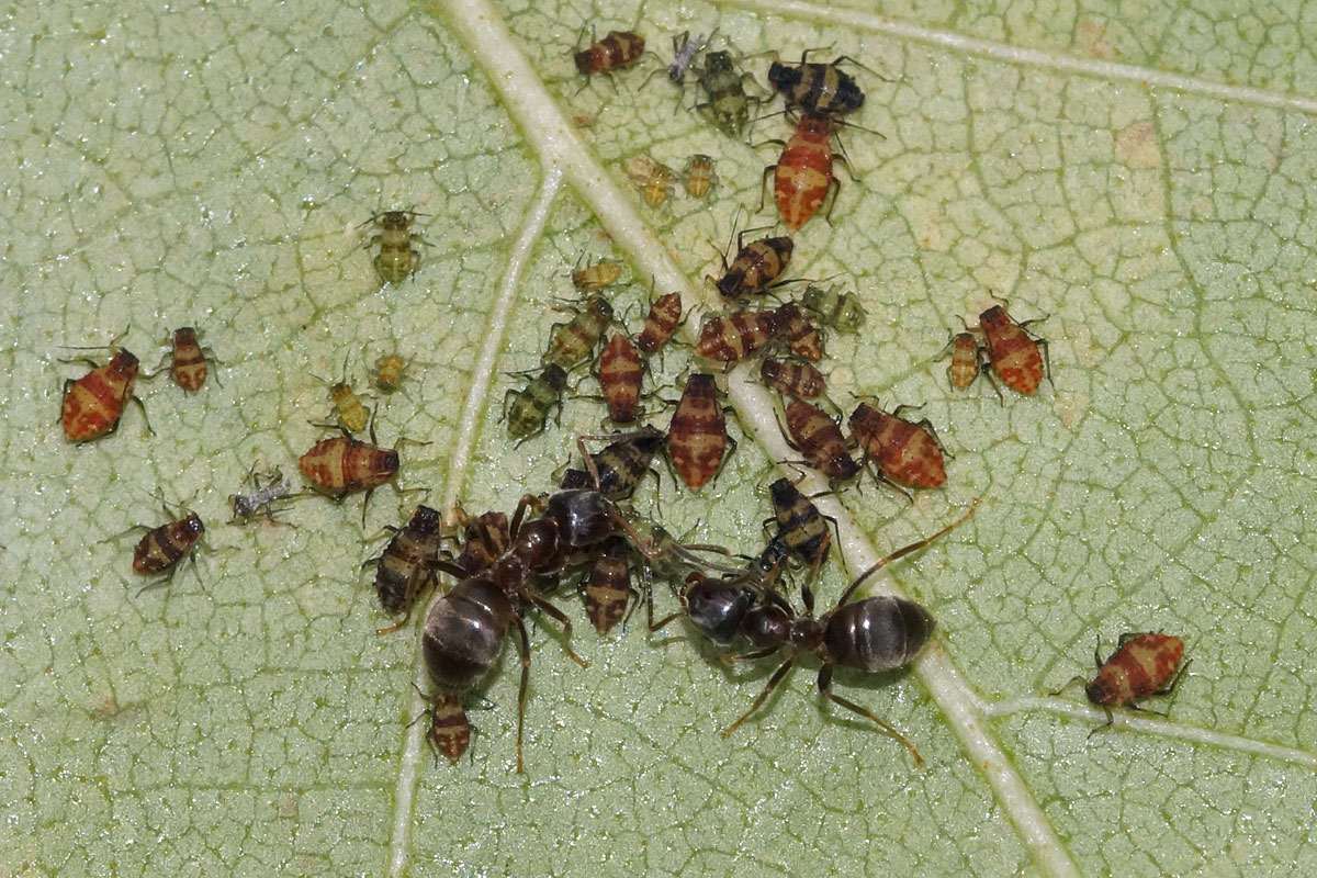 Zwei Ameisen bewachen „ihre“ Blattläuse, (c) Gaby Schulemann-Maier/NABU-naturgucker.de