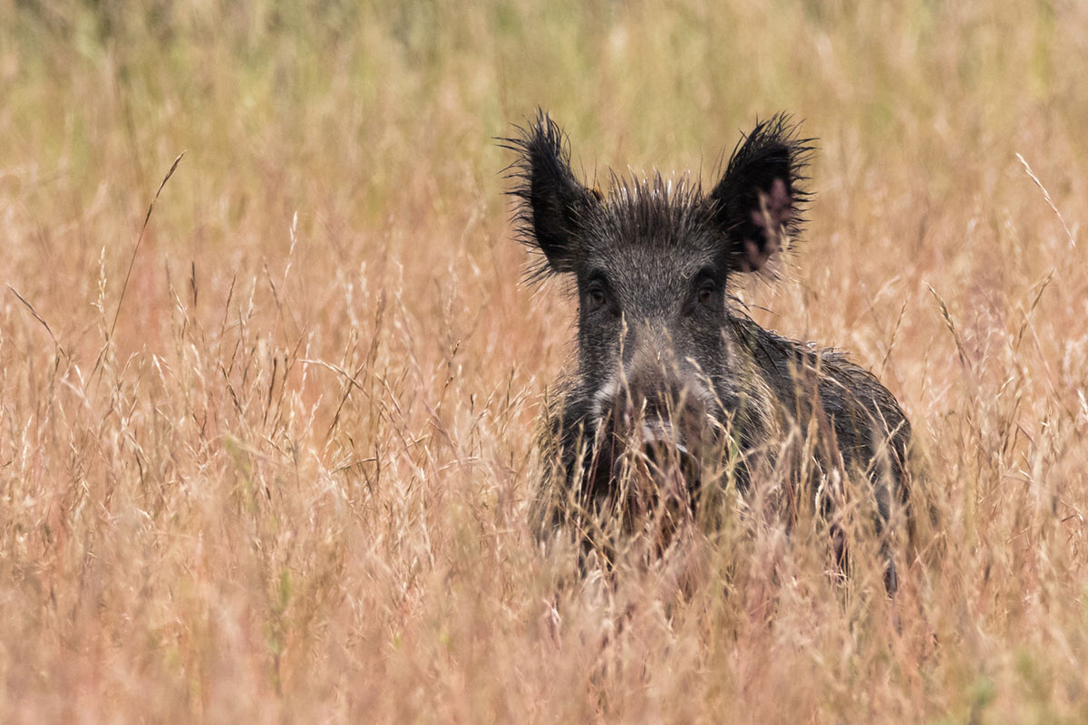 Wildschwein, (c) Thomas Schwarzbach/NABU-naturgucker.de