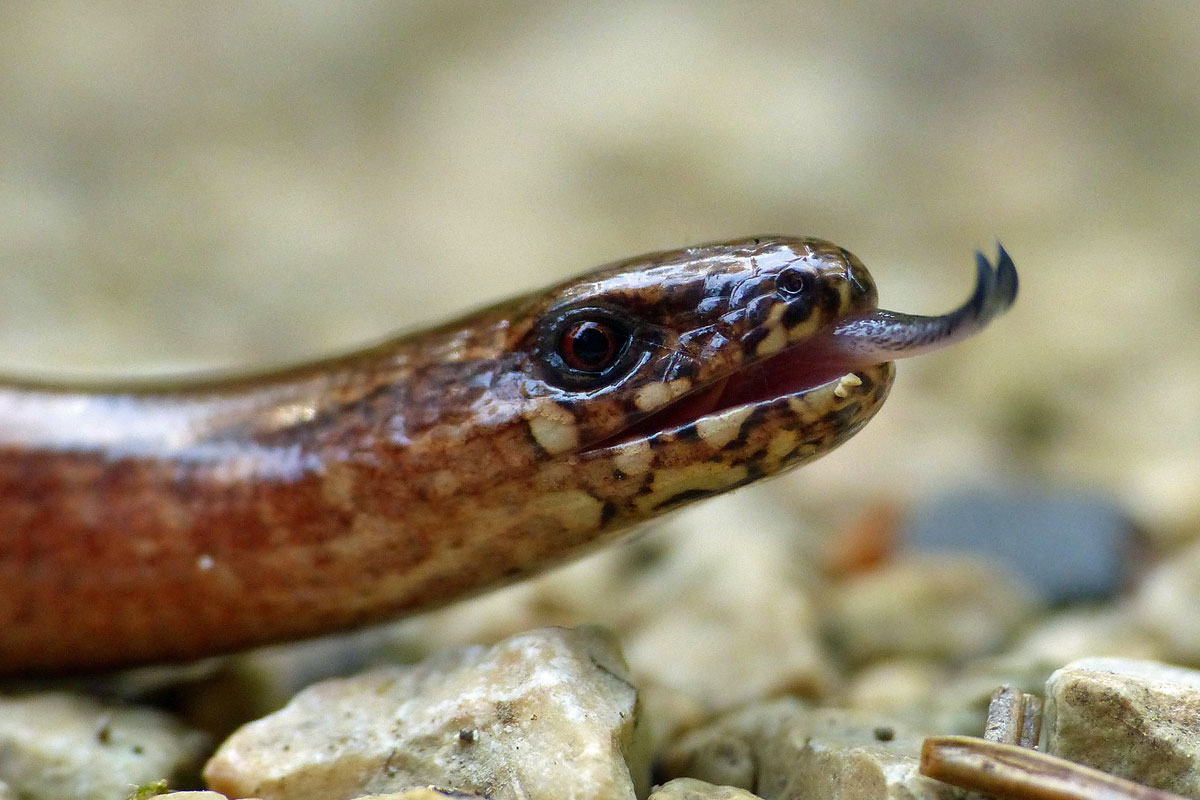 Blindschleiche, (c) Birgit Emig/NABU-naturgucker.de