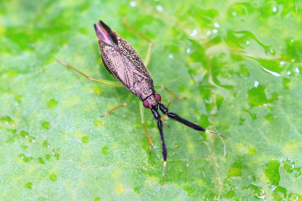 Dickfühler-Weichwanze (Heterotoma planicornis), (c) Armin Teichmann/NABU-naturgucker.de