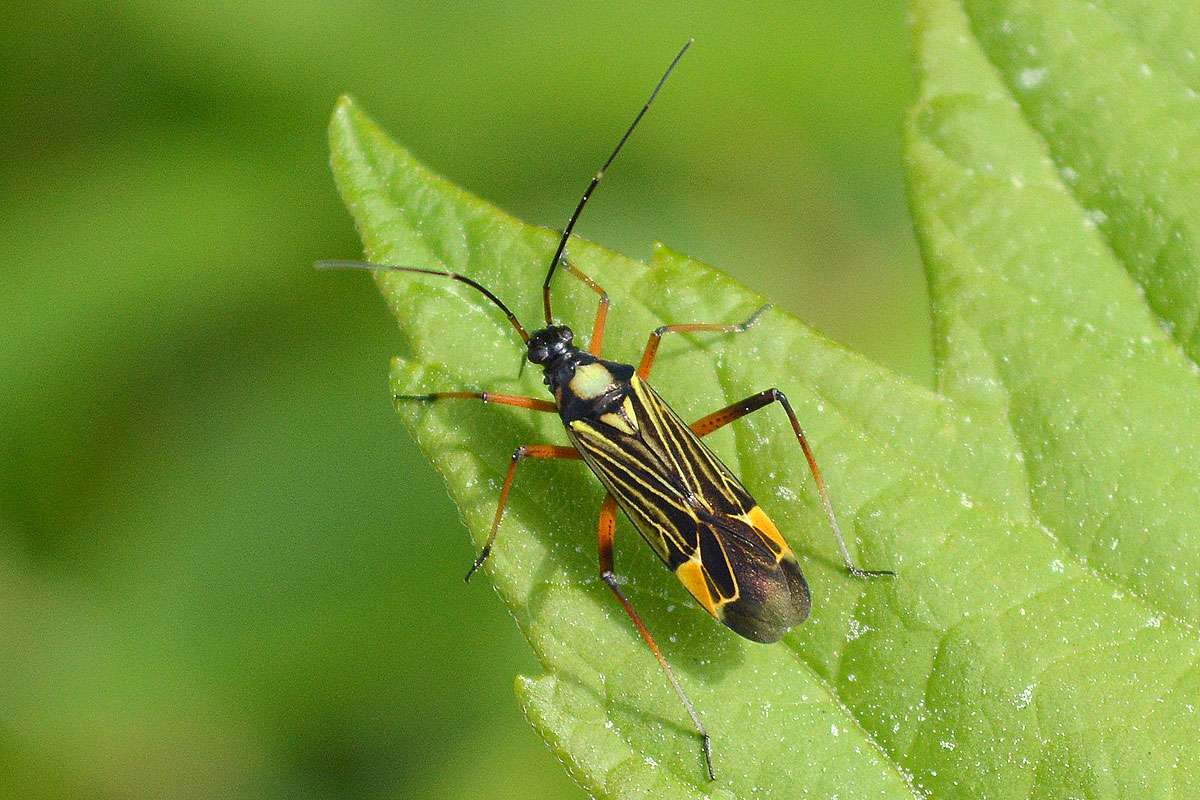 Prachtwanze (Miris striatus), (c) Volker Stoeckmann/NABU-naturgucker.de