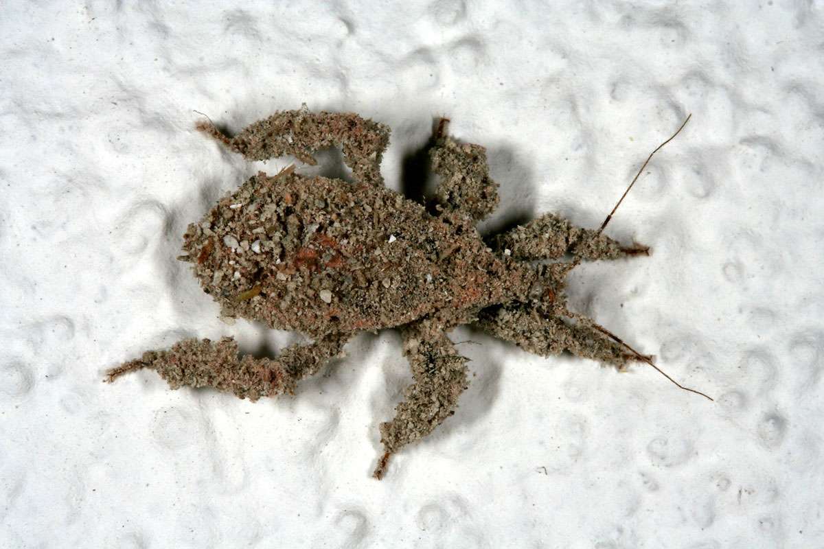Mit Schmutz getarnte Larve der Großen Raubwanze (Reduvius personatus), (c) Oskar Jungklaus/NABU-naturgucker.de