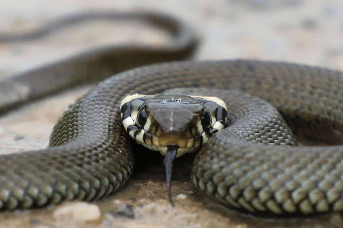 Ringelnatter (Natrix sp.), (c) Roswitha Hoffmann/NABU-naturgucker.de