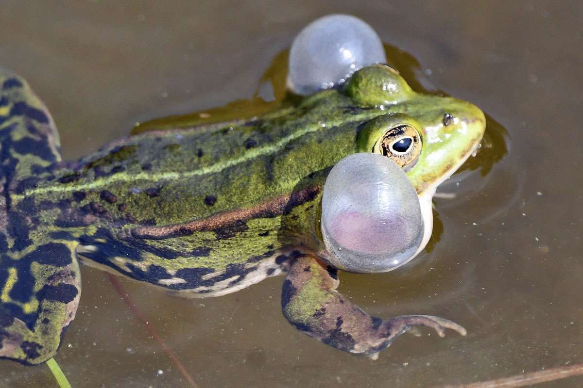 Grünfrosch (Pelophylax esculentus/ridibundus), (c) Ralph Bergs/NABU-naturgucker.de
