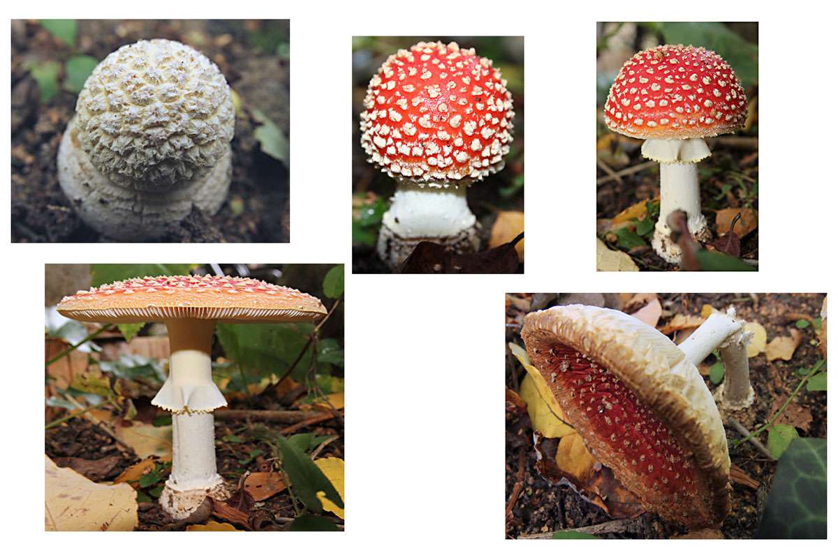 18 Tage im Leben eines Fruchtkörpers des Fliegenpilzes (Amanita muscaria), (c) Frank Beisheim/NABU-naturgucker.de