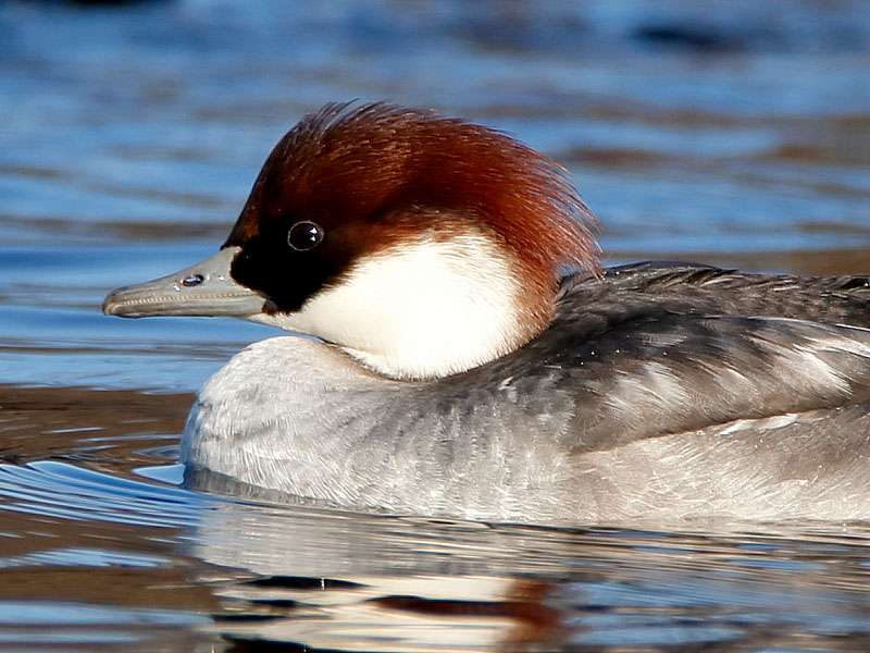 Zwergsäger (Mergellus albellus), (c) Ursula Spolders/NABU-naturgucker.de