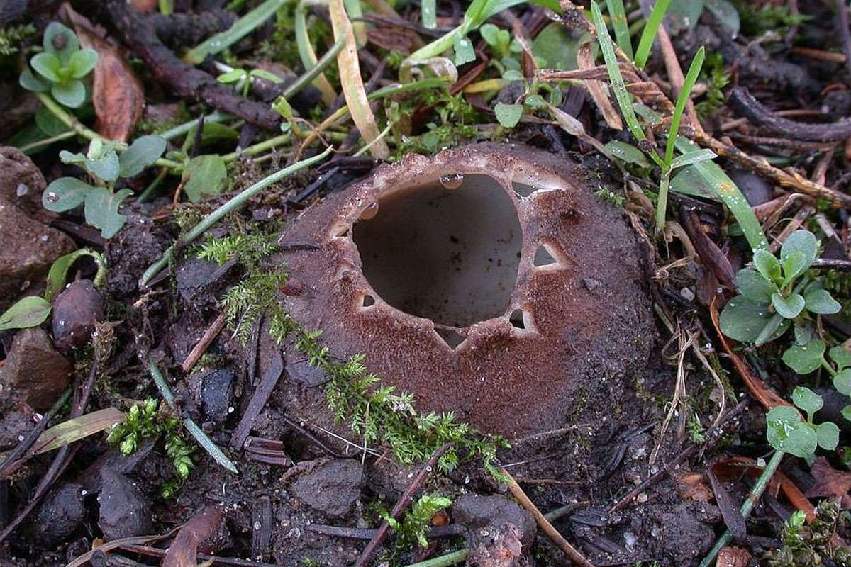 Zedern-Sandborstling (Geopora sumneriana) auf einem Friedhof, (c) Karl-Heinz Schmitz/NABU-naturgucker.de