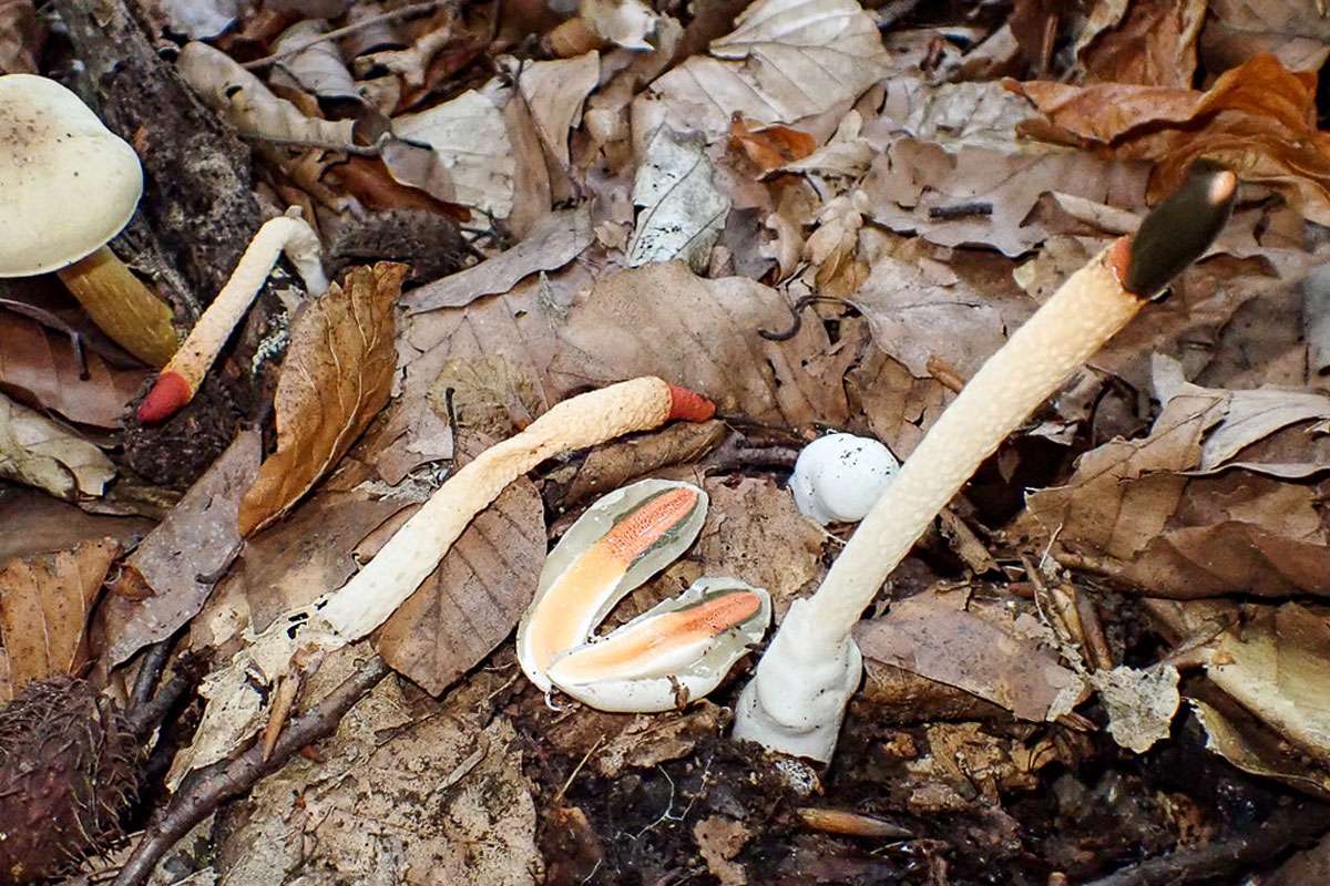 Hundsrute (Mutinus caninus), (c) Dr. Rita Lüder/NABU-naturgucker.de