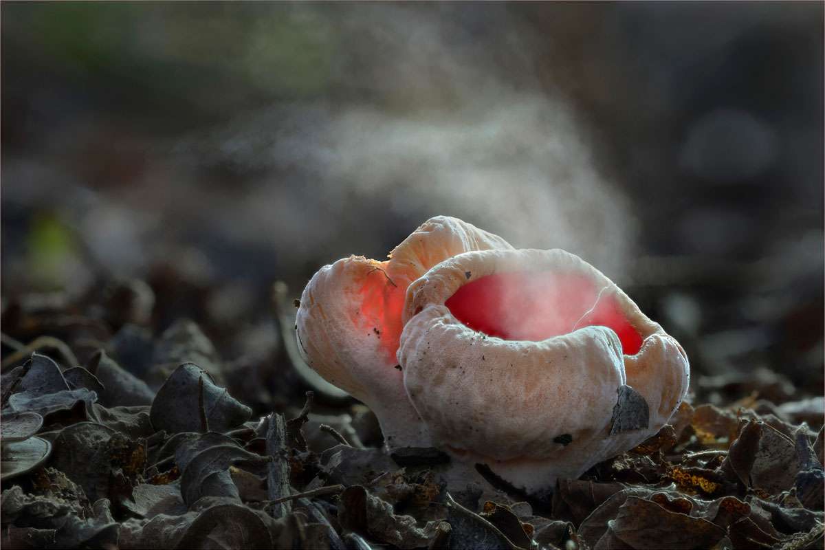 Scharlachroter Kelchbecherling (Sarcoscypha coccinea), (c) Rüdiger Fischer/NABU-naturgucker.de