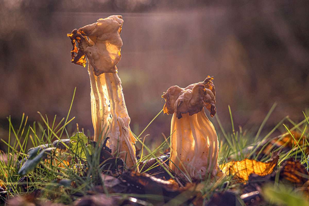 Herbst-Lorchel (Helvella crispa), (c) Susanne Großnick/NABU-naturgucker.de