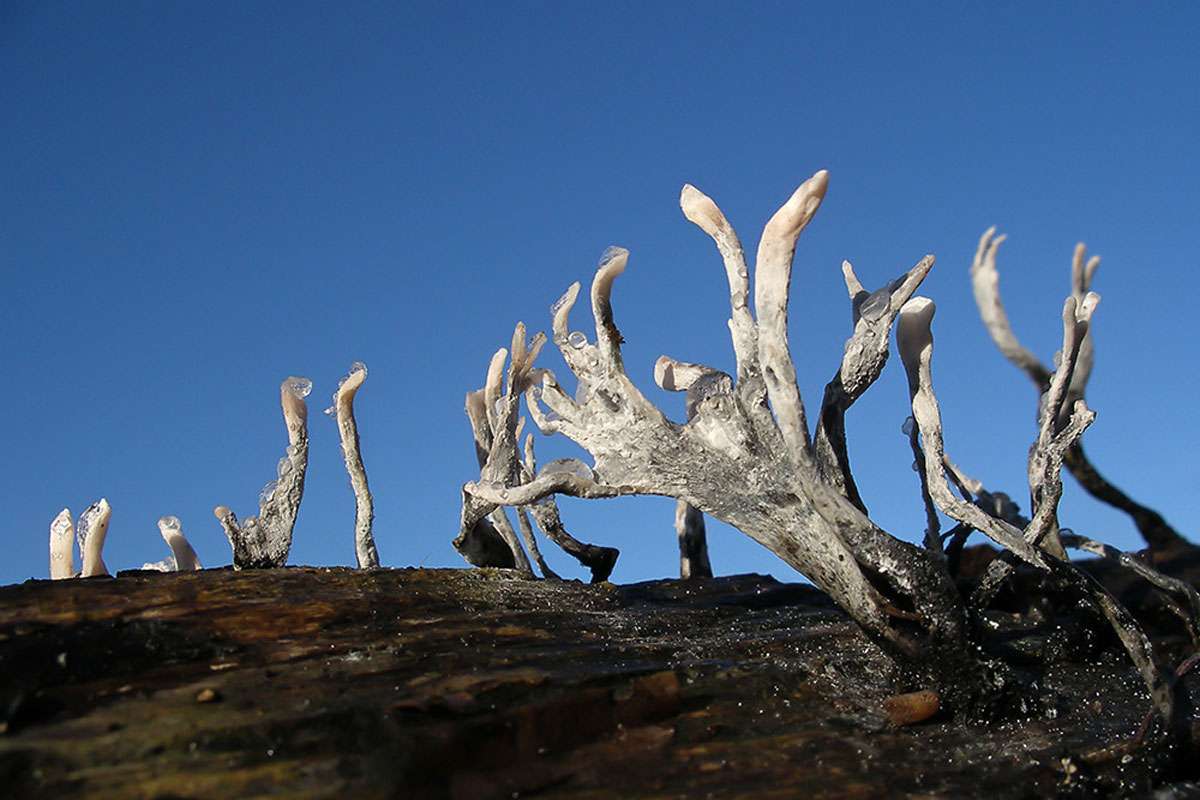 Geweihförmige Holzkeule (Xylaria hypoxylon), (c) Regine Schadach/NABU-naturgucker.de