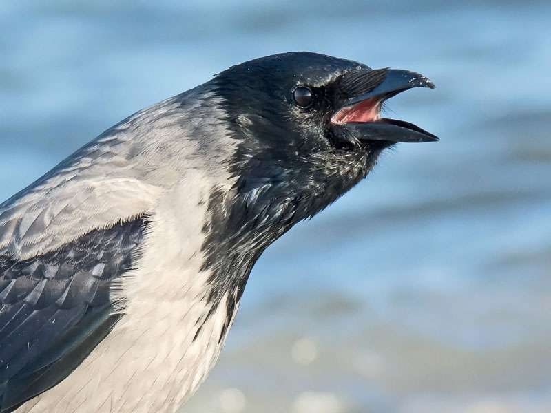 Nebelkrähe (Corvus corone subsp. cornix), (c) Stella Mielke/NABU-naturgucker.de