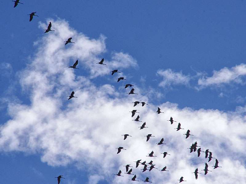 Zug der Kraniche (Grus grus), (c) Harald Ristau/NABU-naturgucker.de