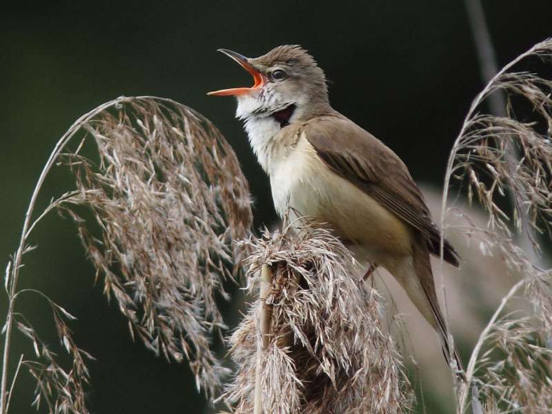 Drosselrohrsänger (Acrocephalus arundinaceus), (c) Andreas Schäfferling/NABU-naturgucker.de