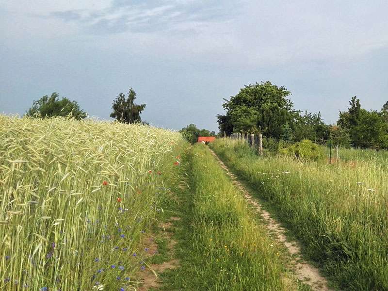 Weg an ökologisch bewirtschaftetem Feld, (c) Gaby Schulemann-Maier/NABU-naturgucker.de