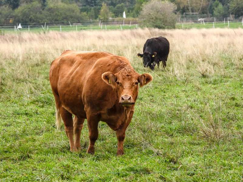 Viehweiden gehören ebenfalls zur Feldflur, (c) Kathy Büscher/NABU-naturgucker.de