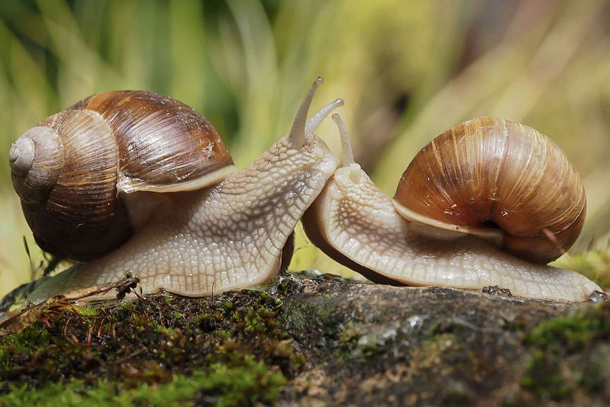 Begegnung zweier Weinbergschnecken (Helix pomatia), (c) Sonja Hahn/NABU-naturgucker.de