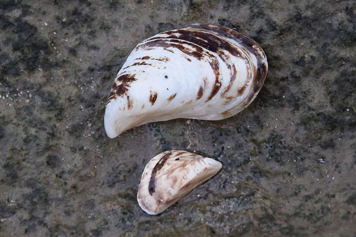 Schalen der invasiven Quagga-Muschel (Dreissena rostriformis subsp. bugensis), (c) Ina Siebert/NABU-naturgucker.de