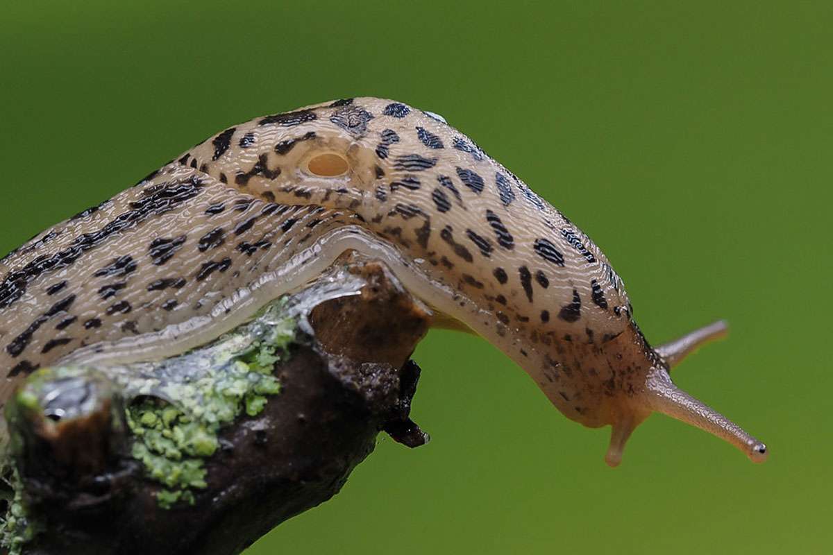 Tigerschnegel (Limax maximus), (c) Sonja Hahn/NABU-naturgucker.de