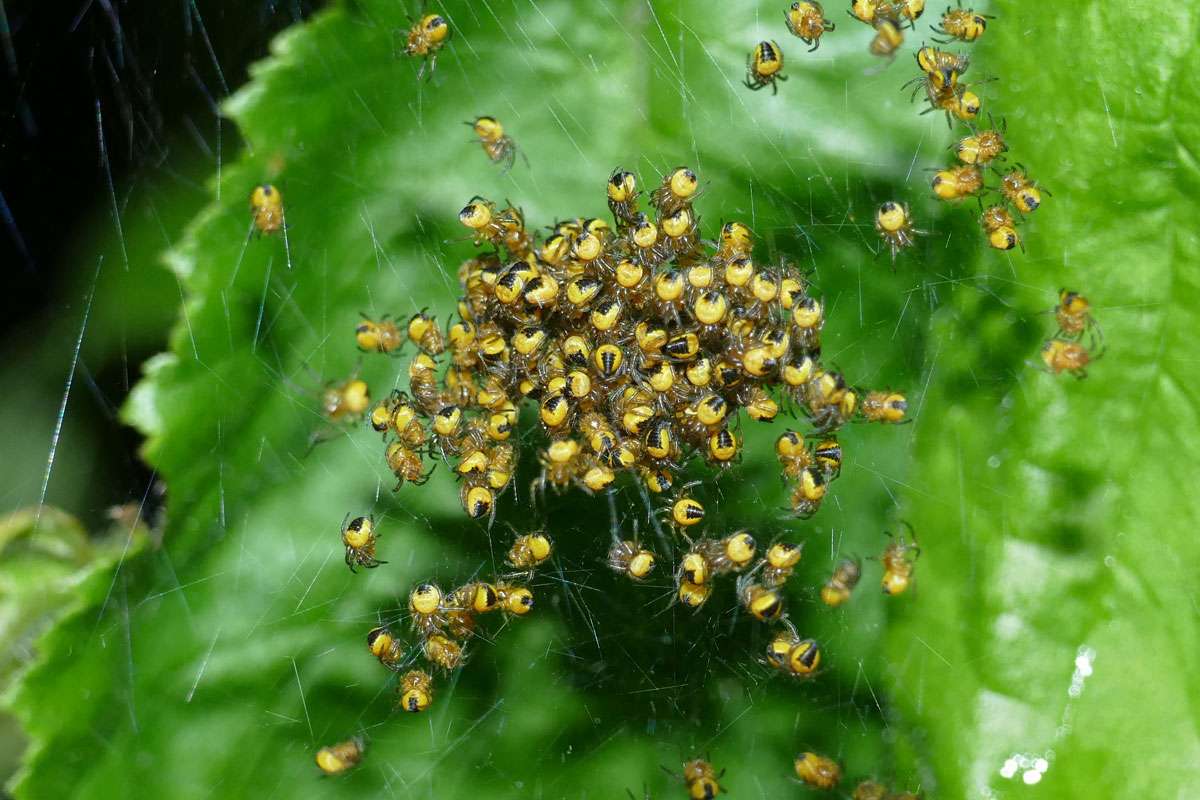 Junge Gartenkreuzspinnen (Araneus diadematus), (c) Petra Schröder/NABU-naturgucker.de