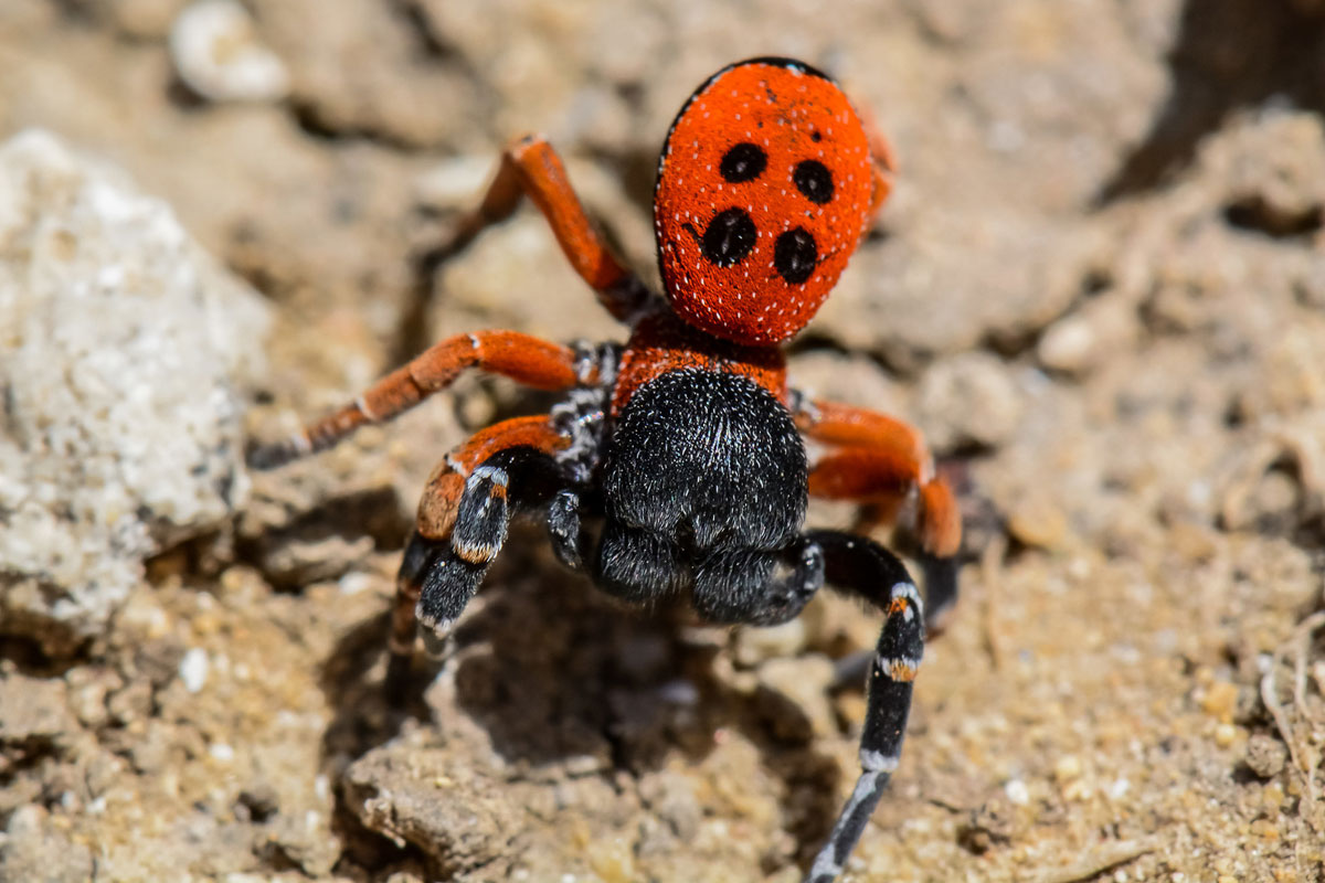 Rote Röhrenspinne (Eresus kollari), (c) Axel Prehl/NABU-naturgucker.de