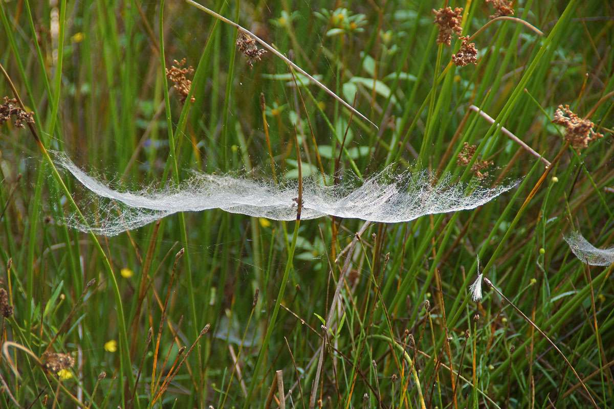 Netz einer Baldachinspinne (Linyphiidae), (c) Gaby Schulemann-Maier/NABU-naturgucker.de