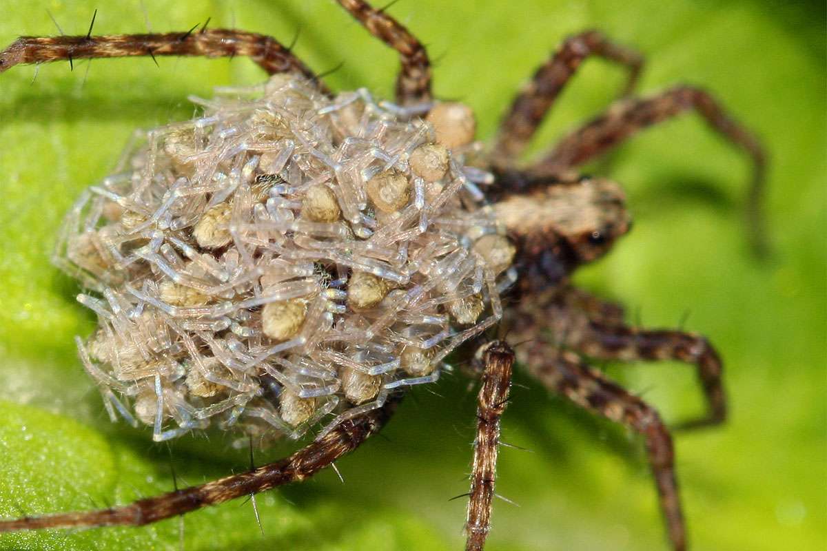 Weibliche Wolfspinne (Lycosidae) trägt ihren Nachwuchs, (c) Helge May/NABU-naturgucker.de