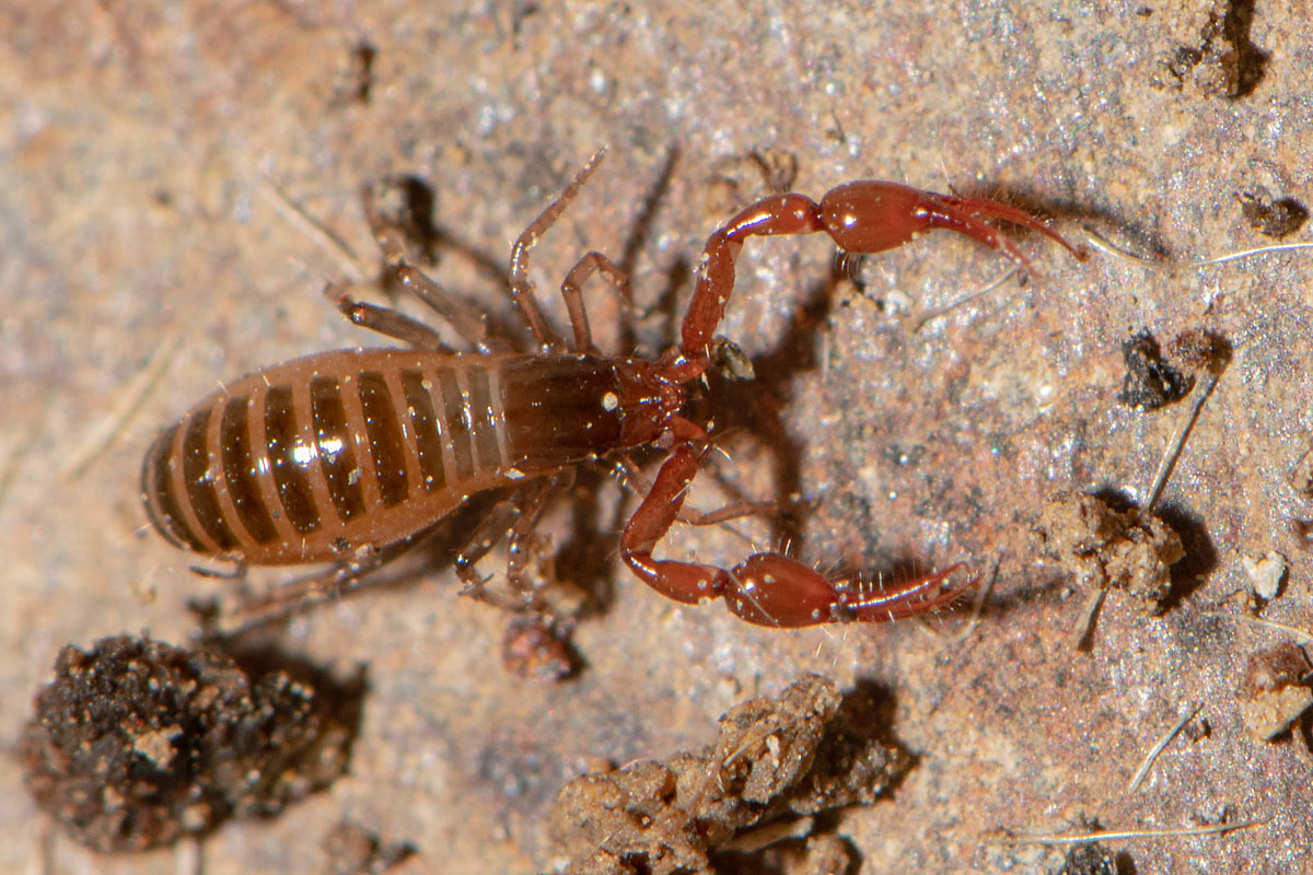 Ein Verwandter der Spinnen: Moosskorpion (Neobisium sp.), (c) Ulrich Sach/NABU-naturgucker.de