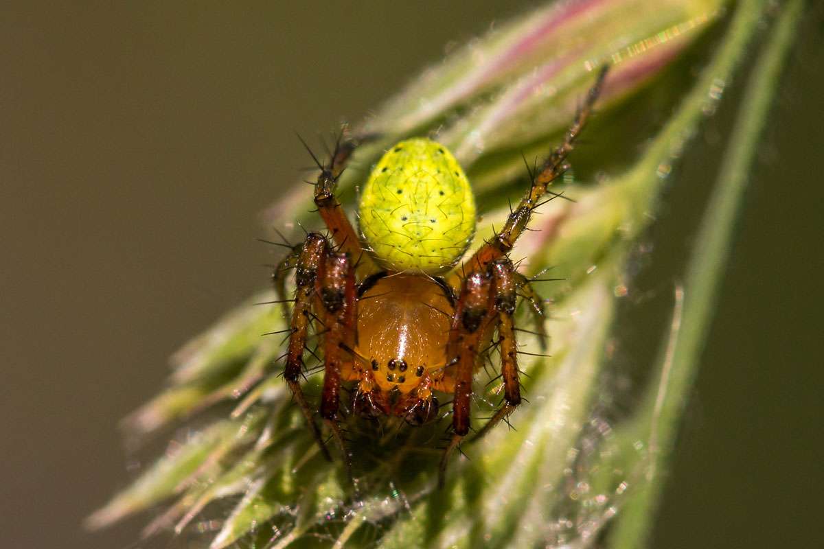 Kürbisspinnen (Araniella sp.) sind nur genitalmorphologisch unterscheidbar, (c) Thomas Schwarzbach/NABU-naturgucker.de
