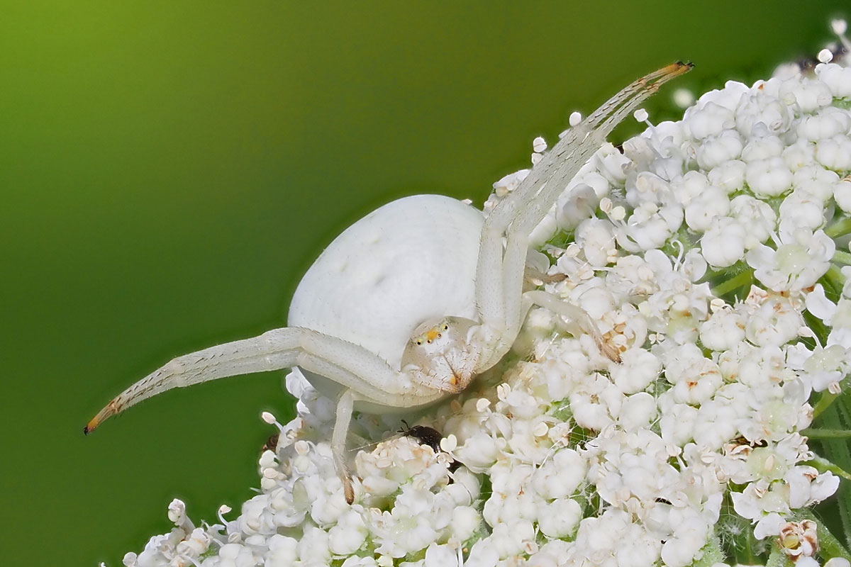 Geduldige Lauerjägerin: die Veränderliche Krabbenspinne (Misumena vatia), (c) Bernhard Konzen/NABU-naturgucker.de