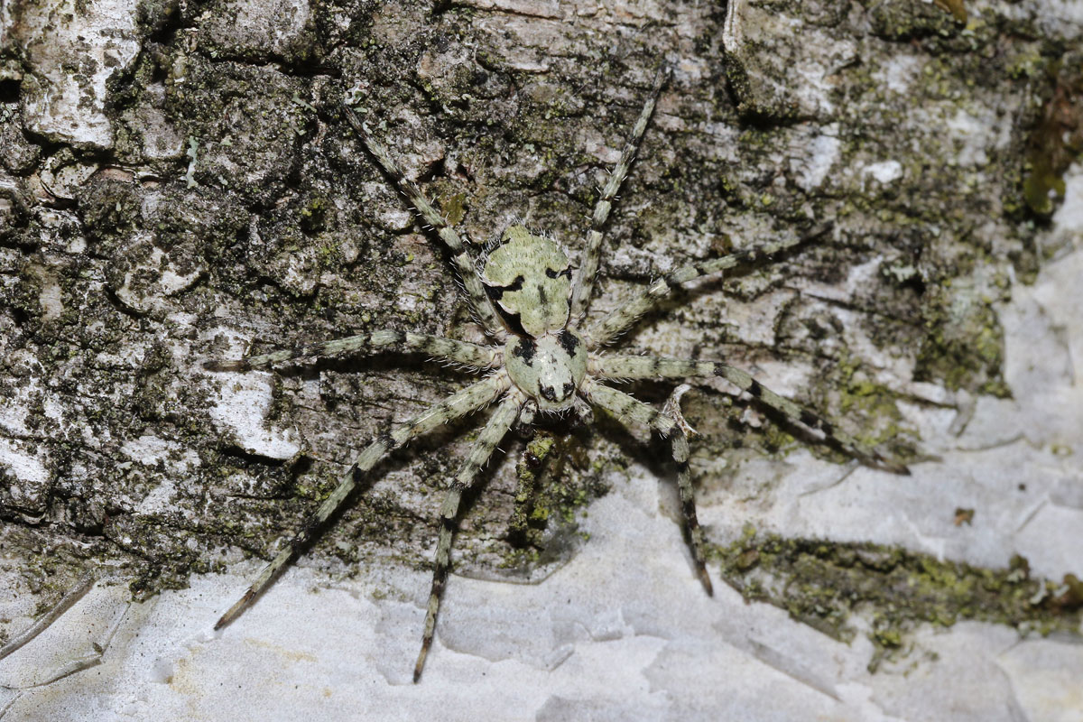 Großer Rindenflachstrecker (Philodromus margaritatus) auf Birke (Betula sp.), (c) Oskar Jungklaus/NABU-naturgucker.de
