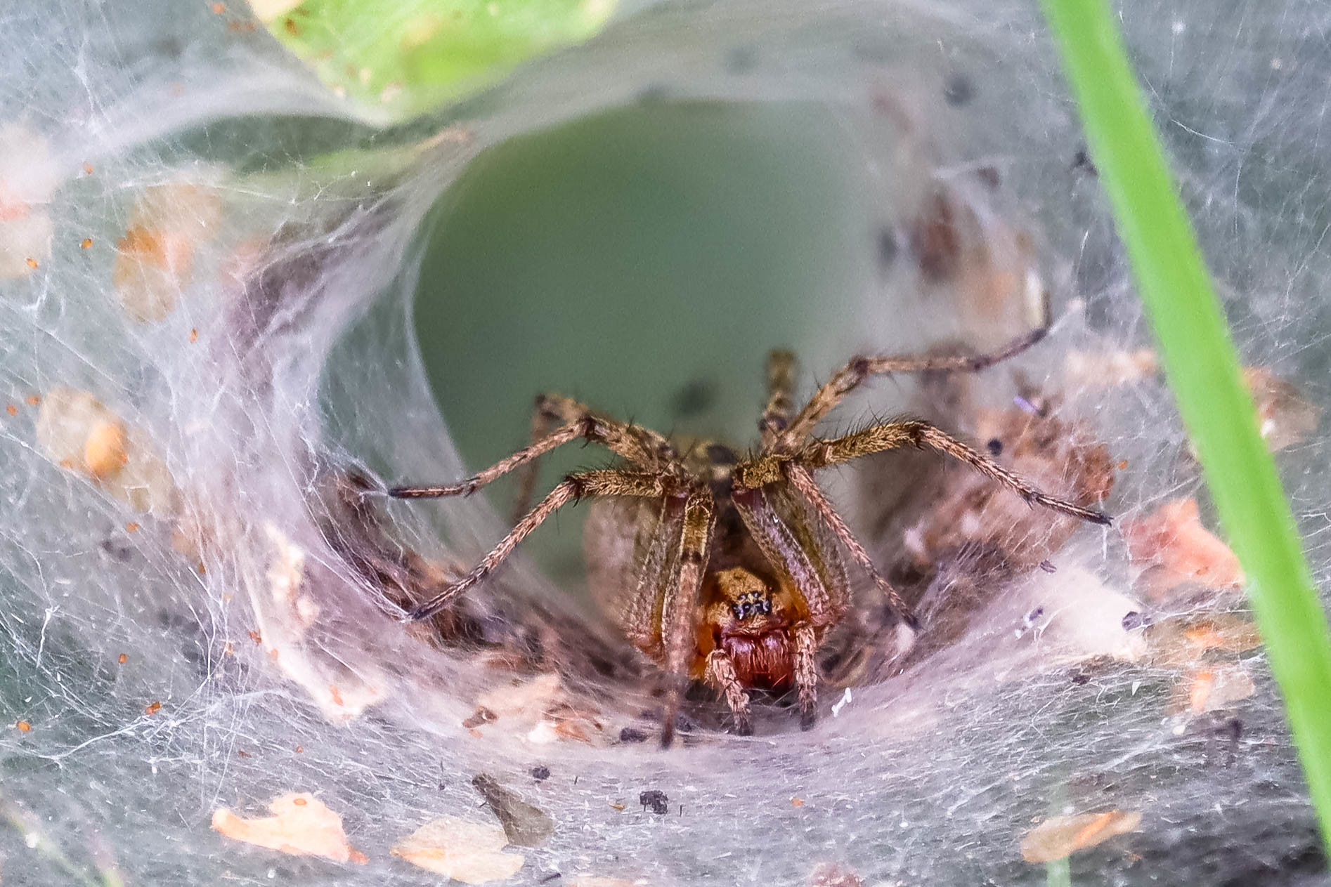 Große Labyrinthspinne (Agelena labyrinthica) in ihrem Netz, (c) Istvan und Sabine Palfi/NABU-naturgucker.de