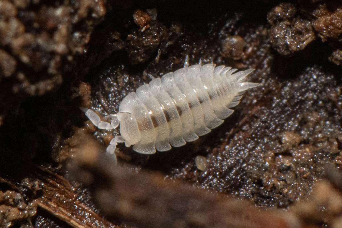 Bodentier der Waldränder: Weiße Ameisenassel (Platyarthrus hoffmannseggi), (c) Ulrich Sach/NABU-naturgucker.de