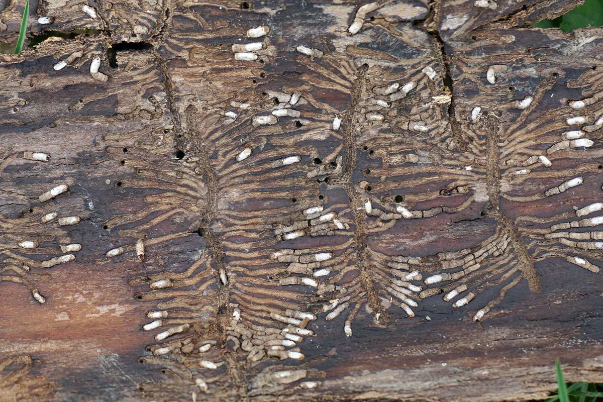 Fraßspuren der Larven des Buchdruckers (Ips typographus), (c) Margot Stosch/NABU-naturgucker.de