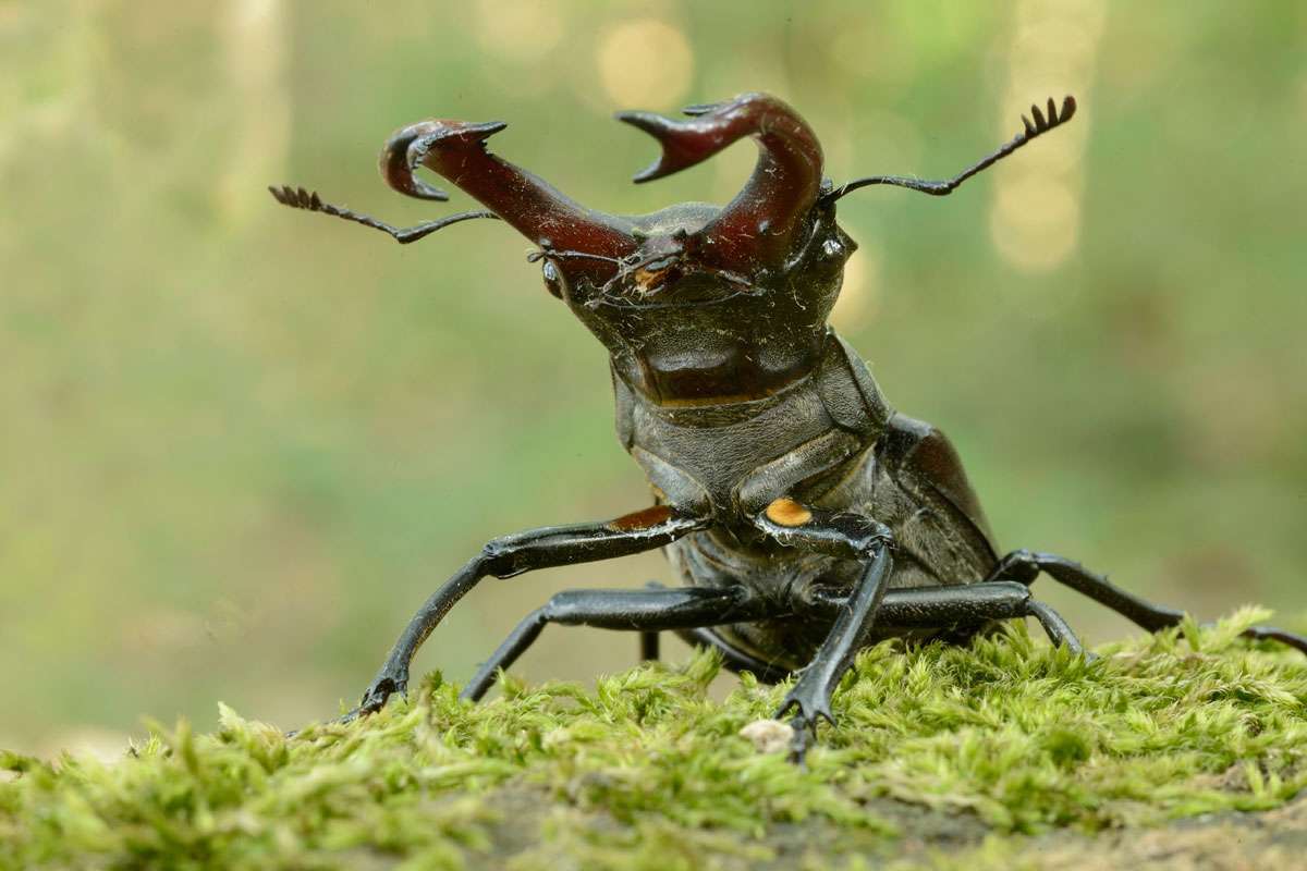 Hirschkäfer (Lucanus cervus) sind auf Totholz angewiesen, (c) Werner Bartsch/NABU-naturgucker.de