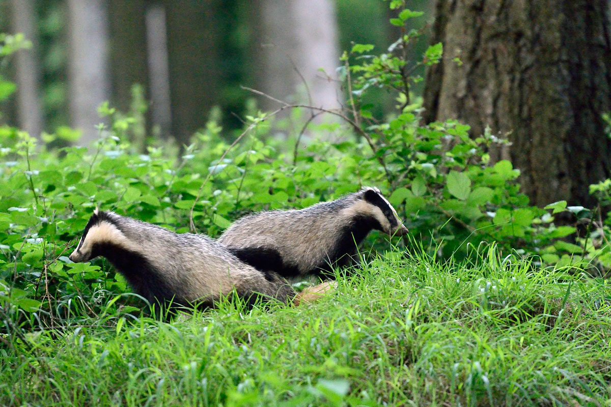 Europäischer Dachs (Meles meles), (c) Werner Bartsch/NABU-naturgucker.de