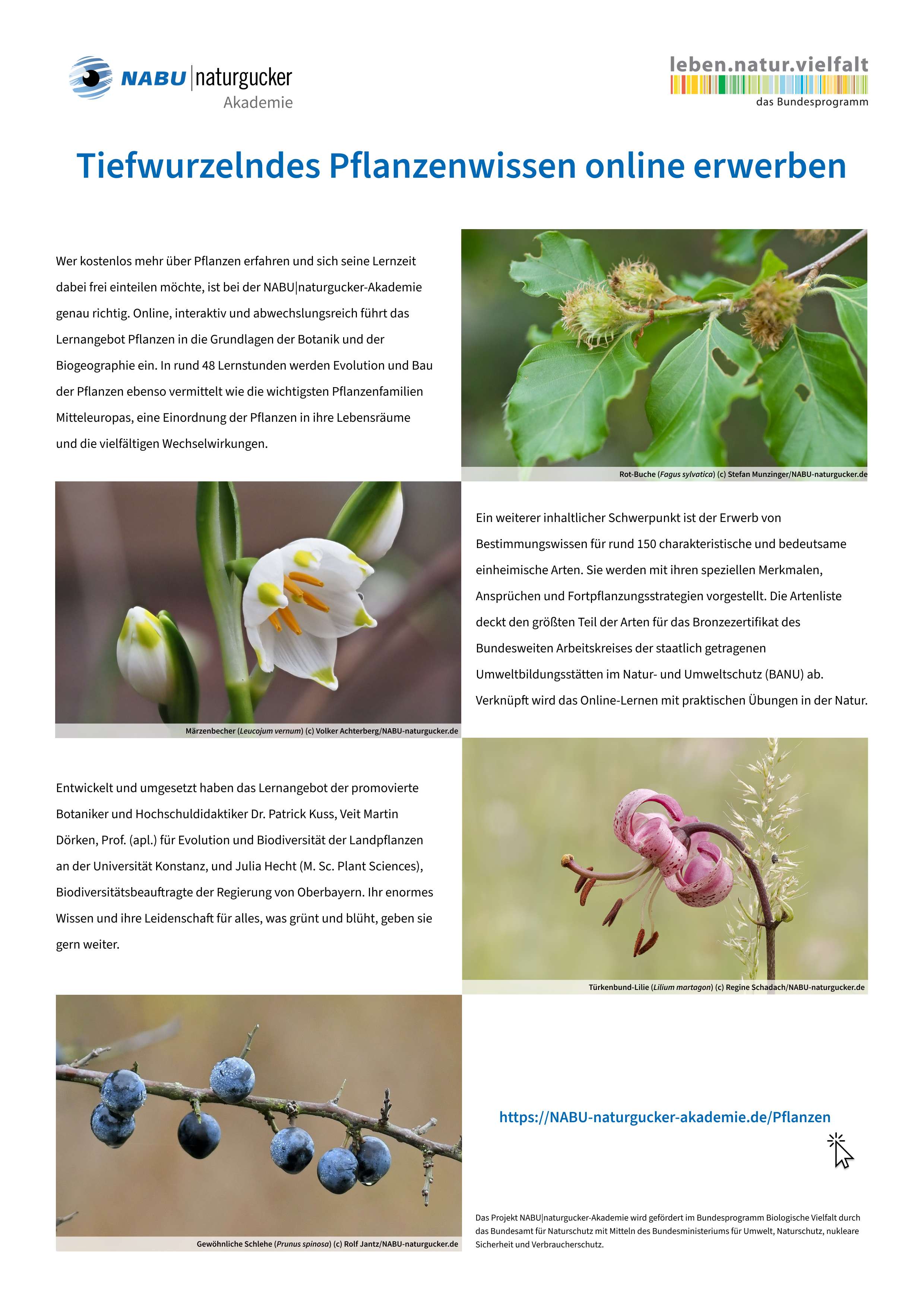 Vorschaubild des Pflanzenkurs-Flyers