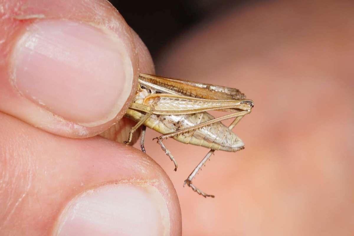 Weißrandiger Grashüpfer (Chorthippus albomarginatus) wird untersucht (c) Gaby Schulemann-Maier/NABU-naturgucker.de