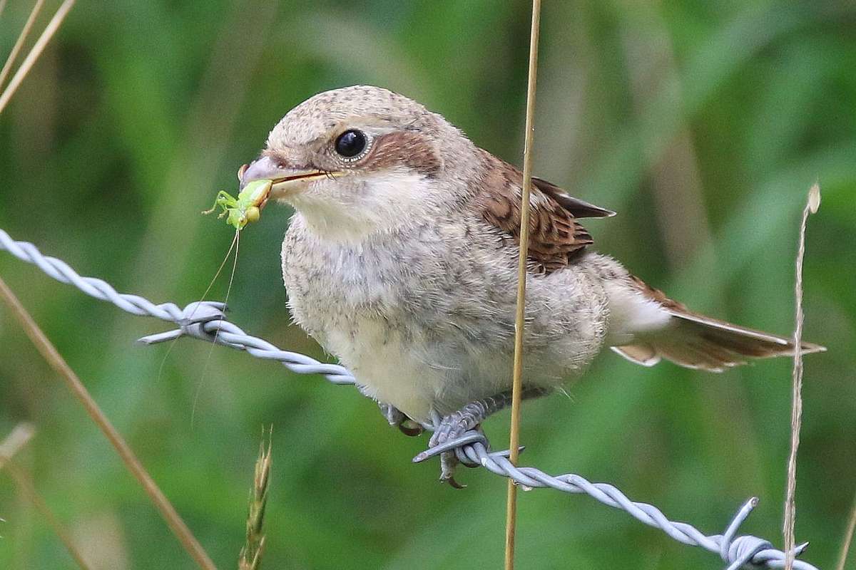 Kurzflügelige Schwertschrecke (Conocephalus dorsalis) als Beute eines Neuntöters, (c) Ulrich Köller/NABU-naturgucker.de