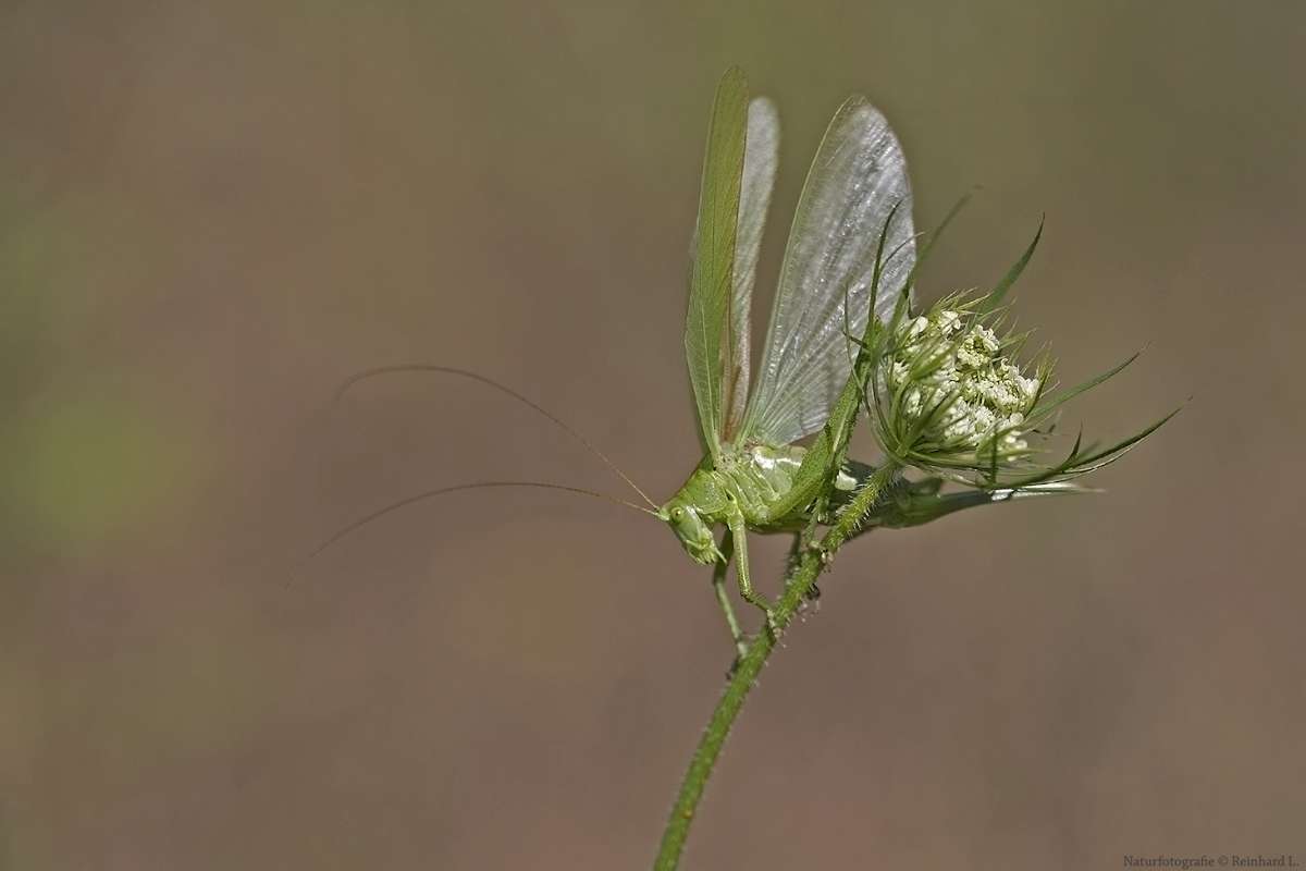 Abflugbereites Grünes Heupferd (Tettigonia viridissima), (c) Reinhard Lehne/NABU-naturgucker.de