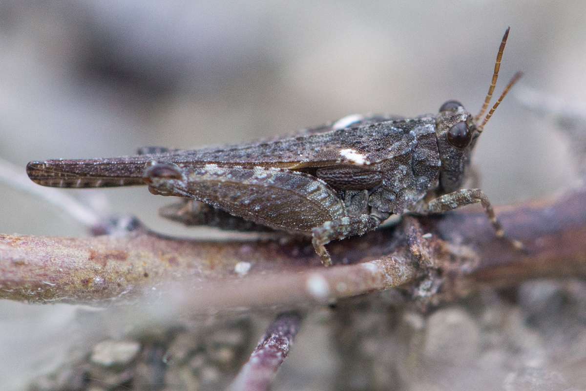 Westliche Dornschrecke (Tetrix ceperoi), (c) Hans Leunig/NABU-naturgucker.de