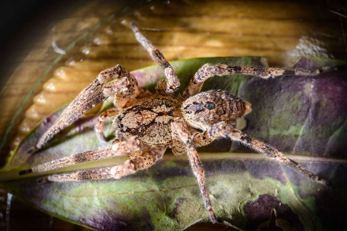 Nosferatu-Spinne (Zoropsis spinimana), (c) Frank Lepper/NABU-naturgucker.de