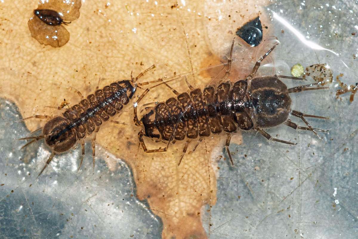 Gewässergüte-Zeigerart: Gemeine Wasserassel (Asellus aquaticus), (c) Ulrich Sach/NABU-naturgucker.de