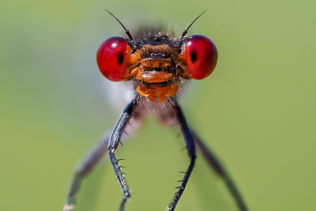 Die Umwelt immer im Blick: Großes Granatauge (Erythromma najas)
(c) Istvan und Sabine Palfi/NABU-naturgucker.de