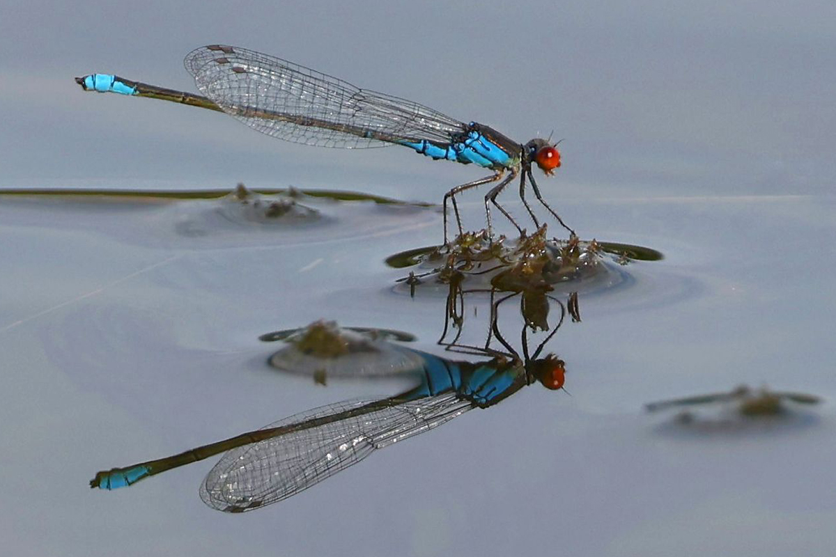 Kleines Granatauge (Erythromma viridulum)
(c) Ulrich Köller/NABU-naturgucker.de