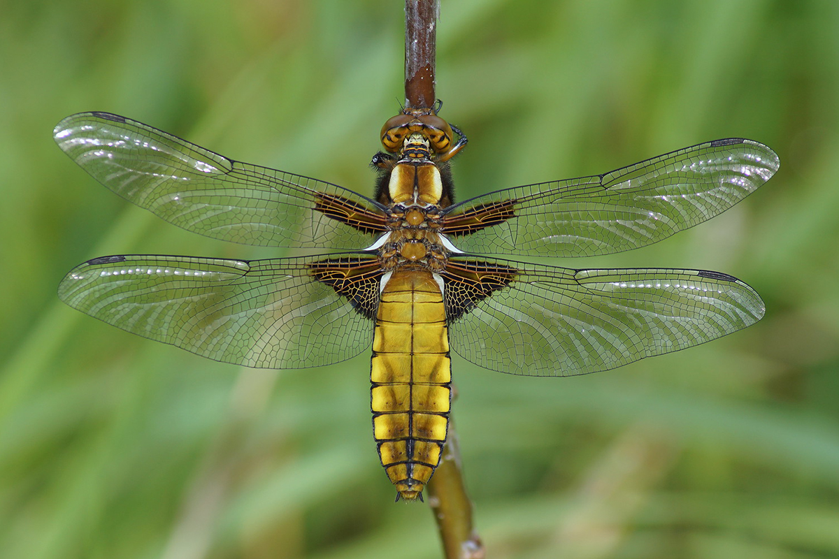 Plattbauch (Libellula depressa)
(c) Thorsten und Wolfgang Klumb/NABU-naturgucker.de
